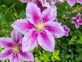 Ruffled clematis pink flower Royalty Free Stock Photo