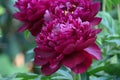 Ruffled Dark Pink Peony Flower Blossoms Blooming