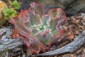 Ruffled Echeveria, curvaceous succulents plant in green with rough curly red edge Royalty Free Stock Photo