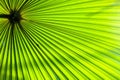 ruffled fan palm leaf closeup Licuala grandis Royalty Free Stock Photo