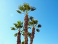 Ruffled Fan palm trees with green leaves and clear blue Sky on a sunny day in Malaga Spain Royalty Free Stock Photo