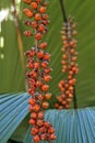 Ruffled Fan Palm or Vanuatu Fan Palm fruits, Licuala grandis, Rio de Janeiro Royalty Free Stock Photo