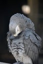 Ruffled Feathers on an African Grey Parrot Royalty Free Stock Photo