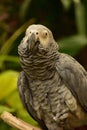 Ruffled Feathers on an African Grey Parrot Royalty Free Stock Photo