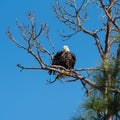 Ruffled Feathers bald eagle