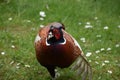 Ruffled Feathers on the Wing of a Pheasant Royalty Free Stock Photo