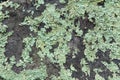 Ruffled green moss formations on a shaded rock