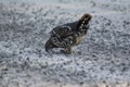 Ruffled Grouce Eating Gravel Royalty Free Stock Photo