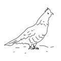 Ruffled grouse bird illustration vector.Line art bird