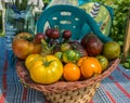 Ruffled heirloom tomatoes organic vegetables