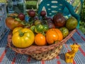 Ruffled heirloom tomatoes organic vegetables