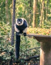 Ruffled Lemur