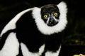 Ruffled Lemur (Varecia Variegata) Royalty Free Stock Photo