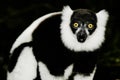 Ruffled Lemur (Varecia Variegata) Royalty Free Stock Photo