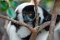 Ruffled Lemur Varecia Variegata,Madagascar nature Royalty Free Stock Photo