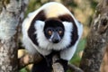 Ruffled Lemur Varecia Variegata,Madagascar nature Royalty Free Stock Photo