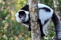 Ruffled Lemur Varecia Variegata,Madagascar nature Royalty Free Stock Photo