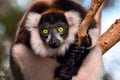 Ruffled Lemur Varecia Variegata,Madagascar nature Royalty Free Stock Photo