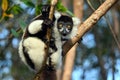 Ruffled Lemur Varecia Variegata,Madagascar nature Royalty Free Stock Photo