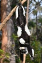 Ruffled Lemur Varecia Variegata,Madagascar nature Royalty Free Stock Photo