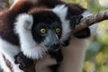 Ruffled Lemur Varecia Variegata,Madagascar nature Royalty Free Stock Photo