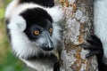 Ruffled Lemur Varecia Variegata,Madagascar nature Royalty Free Stock Photo