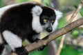 Ruffled Lemur Varecia Variegata,Madagascar nature Royalty Free Stock Photo