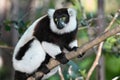 Ruffled Lemur Varecia Variegata,Madagascar nature Royalty Free Stock Photo