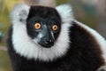 Ruffled Lemur Varecia Variegata,Madagascar nature Royalty Free Stock Photo