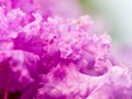 Ruffled Magenta Flower