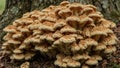 Ruffled maitake mushrooms in dense cluster at oak tree base Royalty Free Stock Photo