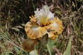 Spring Bloom Series - Bearded Iris - Iris Germanica Royalty Free Stock Photo