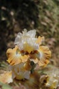 Spring Bloom Series - Bearded Iris - Iris Germanica Royalty Free Stock Photo