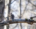 Ruffled Mourning Dove on Tree Limb Royalty Free Stock Photo