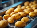 Freshly harvested potatoes with dirt on skin moving along a conveyor belt in an agricultural processing facility ready for Royalty Free Stock Photo