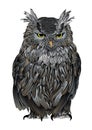 Ruffled old owl