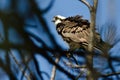 Ruffled Osprey Perched High in the Tree Royalty Free Stock Photo
