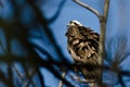 Ruffled Osprey Perched High in the Tree Royalty Free Stock Photo