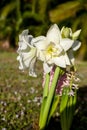 Ruffled petals of double blooming Amaryllis White Nymph Hippeastrum flower