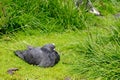 Ruffled pigeon sitting