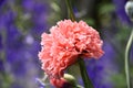 Ruffled Pink Petals on a Poppy Blossom Royalty Free Stock Photo