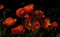 Ruffled Poppies in the Bright California Sunshine