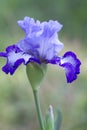 Ruffled Purple and Blue Tall Bearded Iris