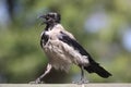 Ruffled walking young crow Ukraine 2017 Royalty Free Stock Photo