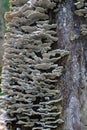 Ruffled white shelf mushrooms on a rotting tree trunk with no bark Royalty Free Stock Photo