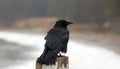 Ruffled and windblown American crow Corvus brachyrhynchos perched on San Simeon pier on the central California coast - USA Royalty Free Stock Photo