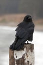 Ruffled and windblown American crow perched on San Simeon pier on the central California coast - USA