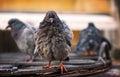 Ruffled wood pigeons after rain. Venice, Italy