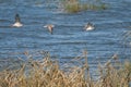 Ruffs Calidris pugnax flying over a lagoon. Royalty Free Stock Photo