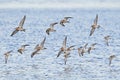 Ruffs and dunlins in flight Royalty Free Stock Photo